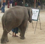 Elephant Camp from a tour of Chiang Mai